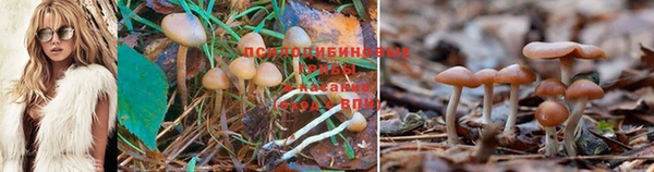 дурь Володарск
